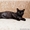 Шикарный черный с дымчатым котяра, бодр и здоров! - Изображение #3, Объявление #1581061