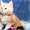 Очаровательные котята Мейн-кун #1589390