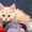 Очаровательные котята Мейн-кун - Изображение #2, Объявление #1589390
