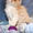 Очаровательные котята Мейн-кун - Изображение #3, Объявление #1589390