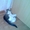 миленький котенок в дар - Изображение #4, Объявление #1592081