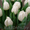 Свежесрезанные тюльпаны в г. Минск  - Изображение #5, Объявление #1037548