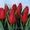 Свежесрезанные тюльпаны в г. Минск  - Изображение #4, Объявление #1037548