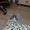 миленький котенок в дар - Изображение #5, Объявление #1592081