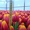 Свежесрезанные тюльпаны в г. Минск  - Изображение #2, Объявление #1037548