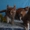 Породистые котята Мейн-кун, окрас красный мрамор на серебре. - Изображение #2, Объявление #1599730