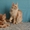 Породистые котята Мейн-кун, окрас красный мрамор на серебре. - Изображение #3, Объявление #1599730