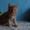 Породистые котята Мейн-кун, окрас красный мрамор на серебре. - Изображение #4, Объявление #1599730