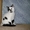 Шотландский короткошёрстный  котёнок с документами - Изображение #4, Объявление #1589906