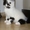 Шотландский короткошёрстный  котёнок с документами - Изображение #3, Объявление #1589906