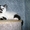 Шотландский короткошёрстный  котёнок с документами - Изображение #2, Объявление #1589906