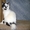 Шотландский короткошёрстный  котёнок с документами - Изображение #1, Объявление #1589906