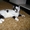 Шотландский короткошёрстный  котёнок с документами - Изображение #5, Объявление #1589906