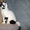 Шотландский короткошёрстный  котёнок с документами - Изображение #6, Объявление #1589906