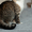 Котенок Фундук ищет дом - Изображение #2, Объявление #1599563