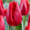 Принимаем предзаказы на опт тюльпанов к 8 Марта - Изображение #5, Объявление #1602786