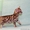 Бенгальские котята домашние - Изображение #1, Объявление #1611037