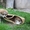 Акита-ину высокопородные щенки из проф.питомника - Изображение #3, Объявление #1614922