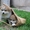 Акита-ину высокопородные щенки из проф.питомника - Изображение #4, Объявление #1614922