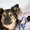 Собака Гир в добрые руки - Изображение #1, Объявление #1615295
