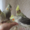 Корелла птенцы (нимфа) домашниче ручные - Изображение #1, Объявление #1619409