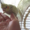 Корелла птенцы (нимфа) домашниче ручные - Изображение #2, Объявление #1619409