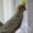 Корелла птенцы (нимфа) домашниче ручные - Изображение #3, Объявление #1619409