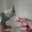 Корелла птенцы (нимфа) домашниче ручные - Изображение #4, Объявление #1619409