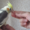 Корелла птенцы (нимфа) домашниче ручные - Изображение #5, Объявление #1619409