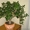 Денежное дерево Толстянка,  Красула разных размеров #1620575