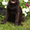 Породный щенок лабрадора. Питомник - Изображение #1, Объявление #1626758