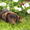 Породный щенок лабрадора. Питомник - Изображение #2, Объявление #1626758