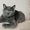 Бархат - британский кот в дар - Изображение #2, Объявление #1625337