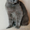 Бархат - британский кот в дар #1625337