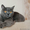 Бархат - британский кот в дар - Изображение #1, Объявление #1625337