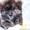 милые щенки акиты (Тигровые и рыжие) продажа - Изображение #2, Объявление #1628919