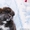 милые щенки акиты (Тигровые и рыжие) продажа - Изображение #3, Объявление #1628919