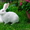 Кролики пароды Паннон #1633659