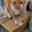 В дар: рыжий кот-прдросток Лиссабон в поисках дома! - Изображение #3, Объявление #1633924