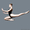 Школа танцев боди балет в Минске - Изображение #1, Объявление #1637674