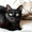 Солли - кошка в дар - Изображение #1, Объявление #1637201