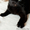 Солли - кошка в дар - Изображение #2, Объявление #1637201