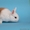 Кролики из питомника Беларусь - Изображение #4, Объявление #1642339