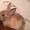 Питомник веселый хвостик. Декоративные кролики - Изображение #1, Объявление #1642346