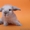 Питомник веселый хвостик. Декоративные кролики - Изображение #4, Объявление #1642346