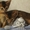 Резервирование абиссинских котят с докуменами. - Изображение #3, Объявление #1641752