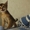 Резервирование абиссинских котят с докуменами. - Изображение #1, Объявление #1641752