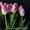 Тюльпаны свежие оптом и в розницу к 8 марта. - Изображение #2, Объявление #1644804
