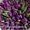Тюльпаны белорусские оптом по низкой цене. - Изображение #1, Объявление #1646132