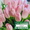 Тюльпаны Голландские оптом к 8 марта #1648700